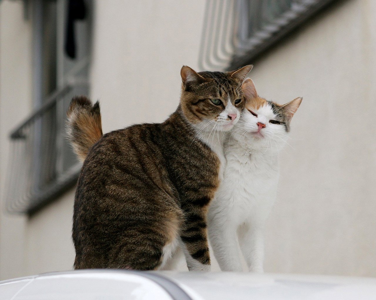 catcouple.jpg