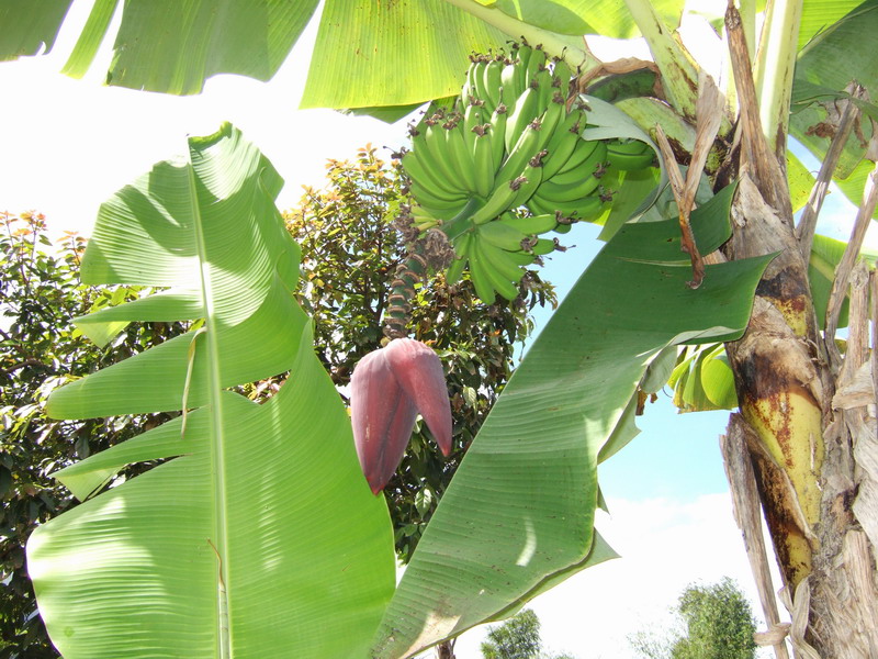 巴厘岛咖啡豆和芭蕉.jpg