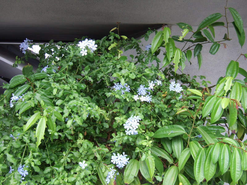 新加坡的植物.jpg