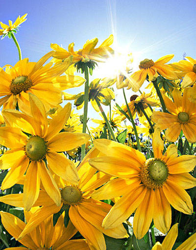 22.sunflower 向日葵.jpg