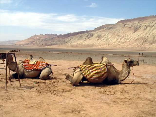 火焰山的骆驼.JPG