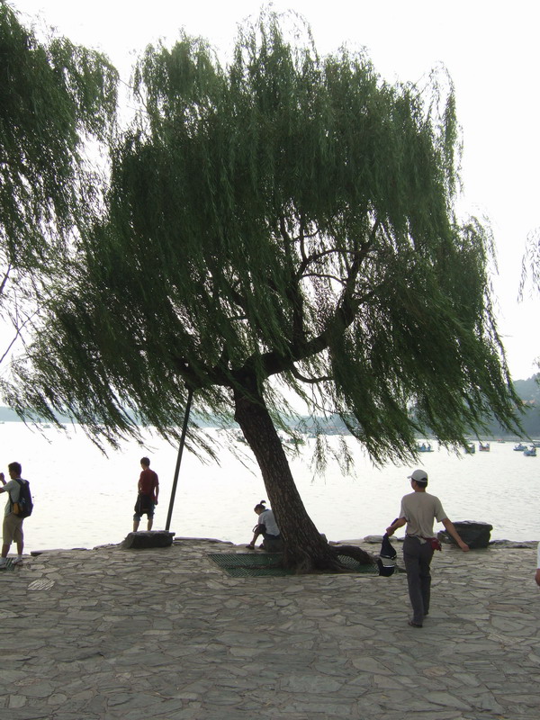 湖边杨柳.jpg