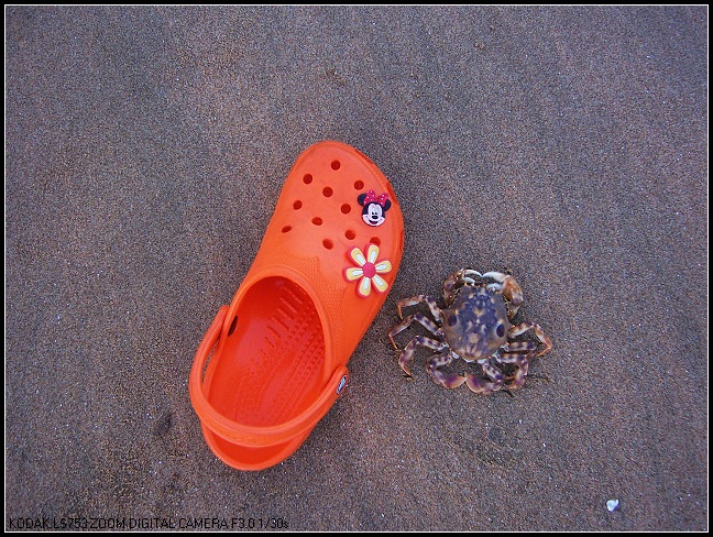 沙滩上捕获的关公蟹.jpg