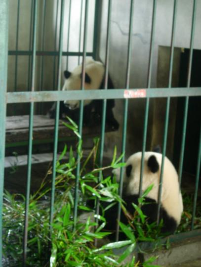 在吃竹子的亚成年熊猫.jpg