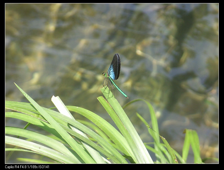 蓝色的蜻蜓.jpg