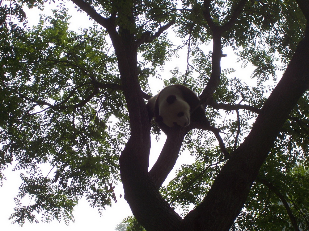 树上的熊猫真孤单.jpg