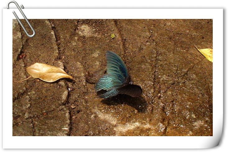 地上的蝴蝶.jpg