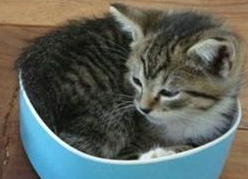 碗里猫.jpg