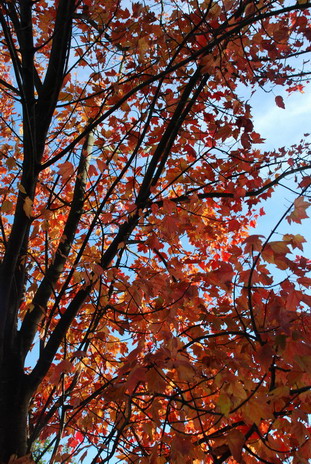 Fall in Vancouver3.jpg