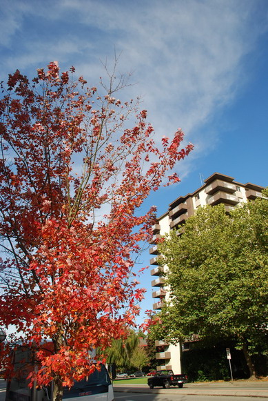 Fall in Vancouver2.jpg