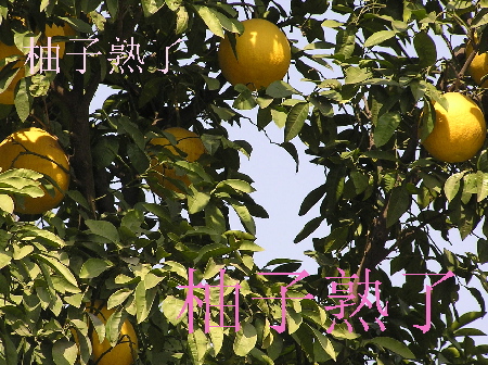 柚子3.jpg