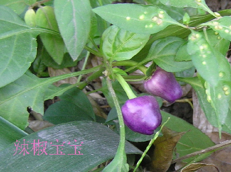 紫2.jpg