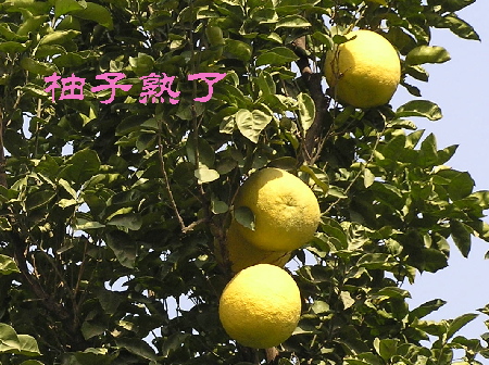 柚子1.jpg