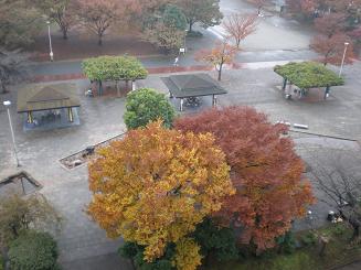 GONGYUAN 公园秋景.JPG