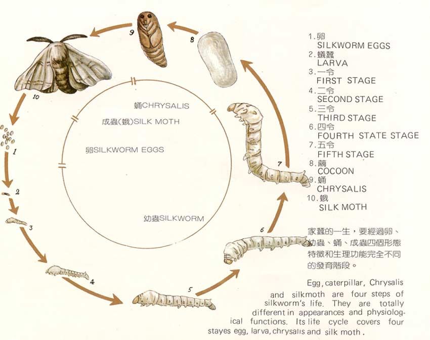 蚕的幼虫身体结构图图片
