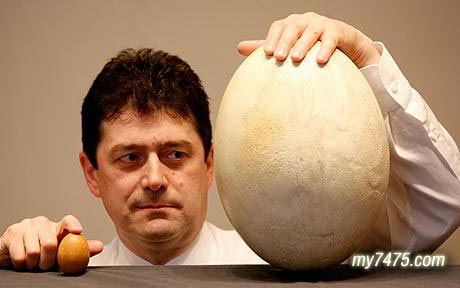 世界上最大的蛋.jpg