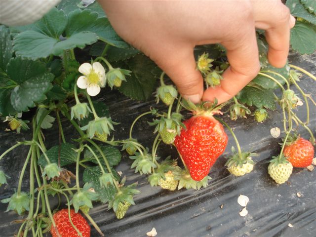 摘草莓.JPG