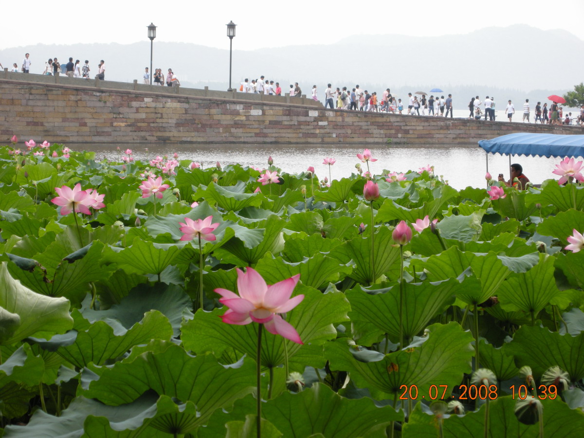 西湖荷花1.jpg