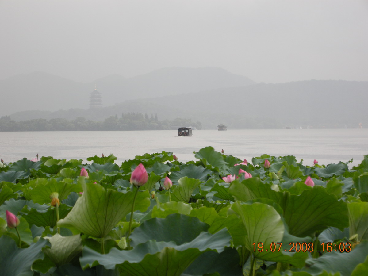 西湖荷花4.jpg