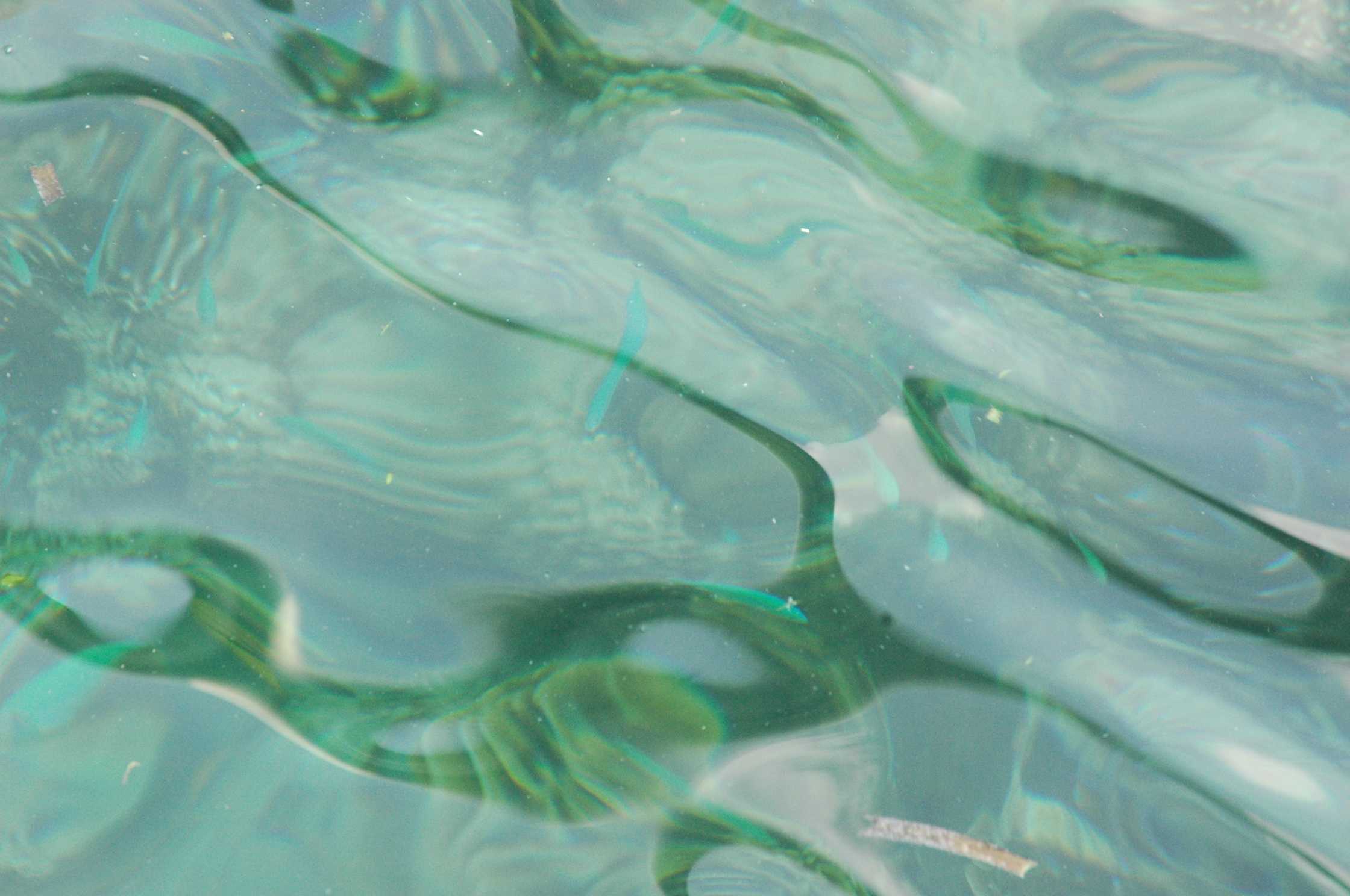 绿色的小鱼在游曵.jpg