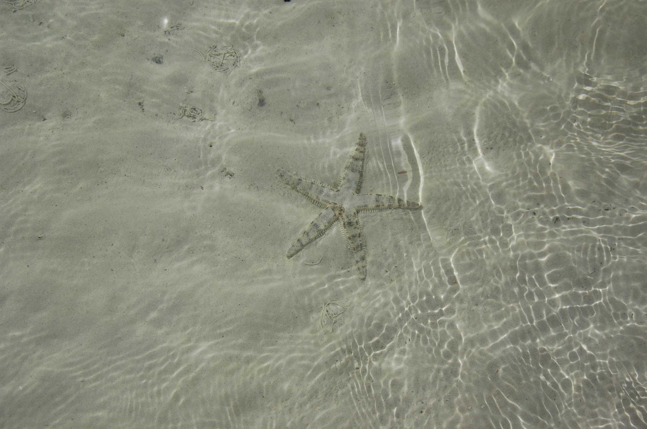 水里的海星.jpg