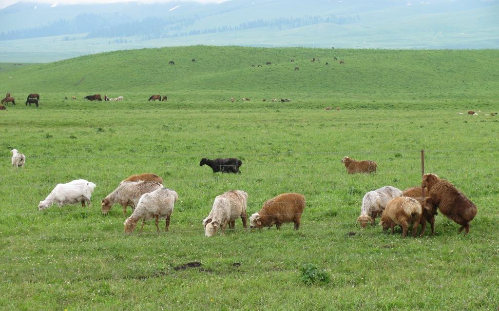 那拉提-空中草原的幸福牛羊.JPG