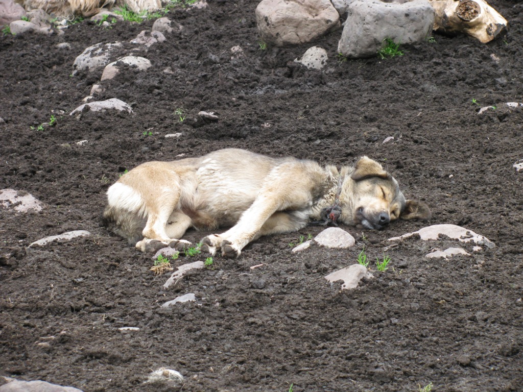 那拉提-牧民毡房门外躺在泥堆里的舒服狗狗.JPG