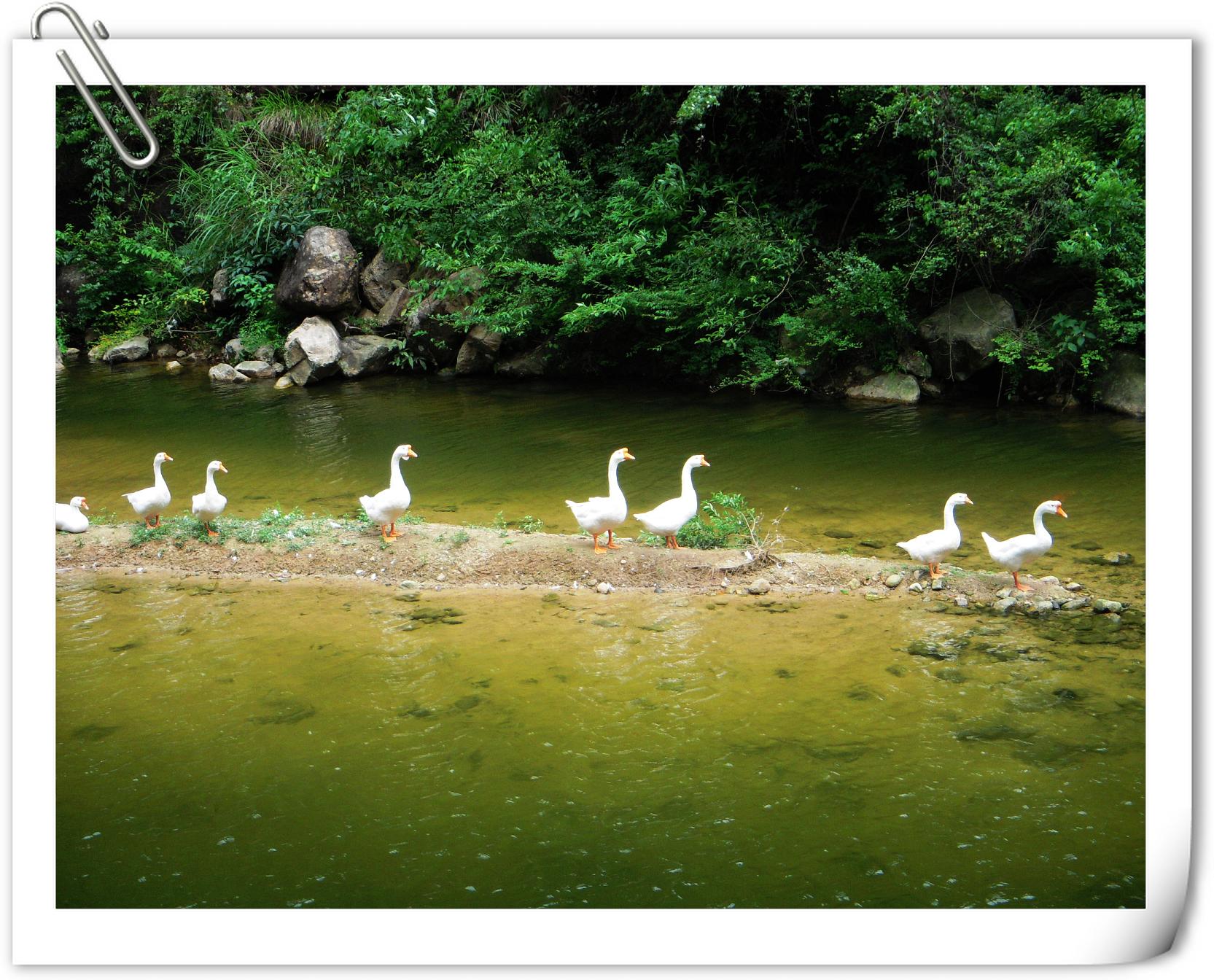 琼台仙谷——鹅，鹅，鹅.jpg