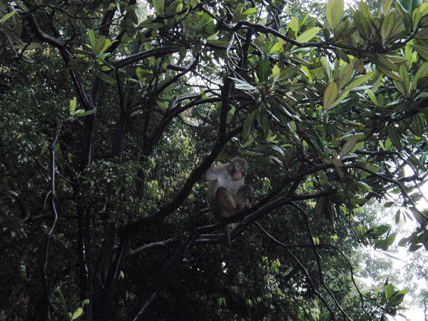 猴子躲到树上.jpg