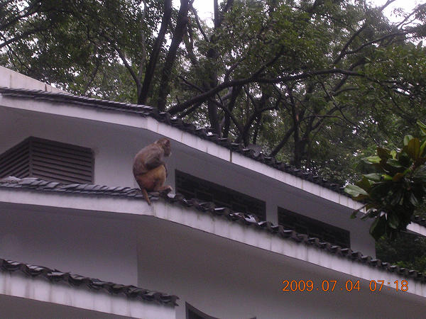 屋顶上的猴子.jpg