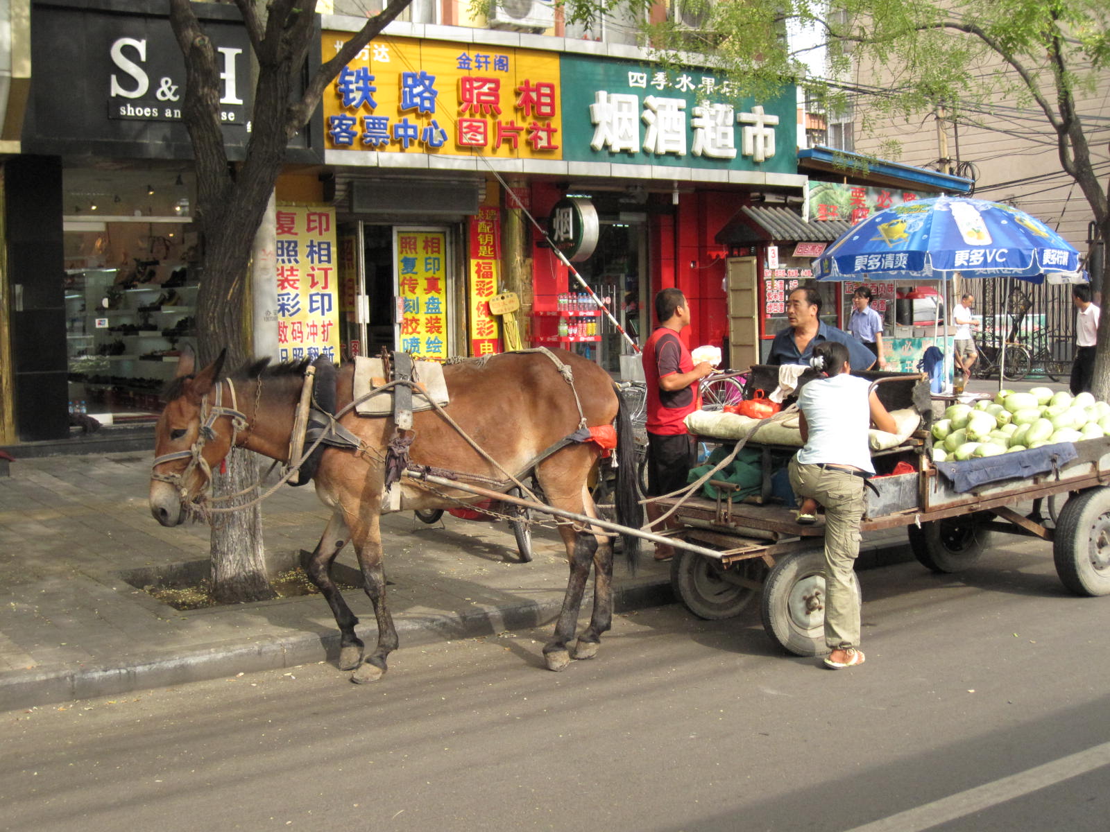 北京-马车.jpg
