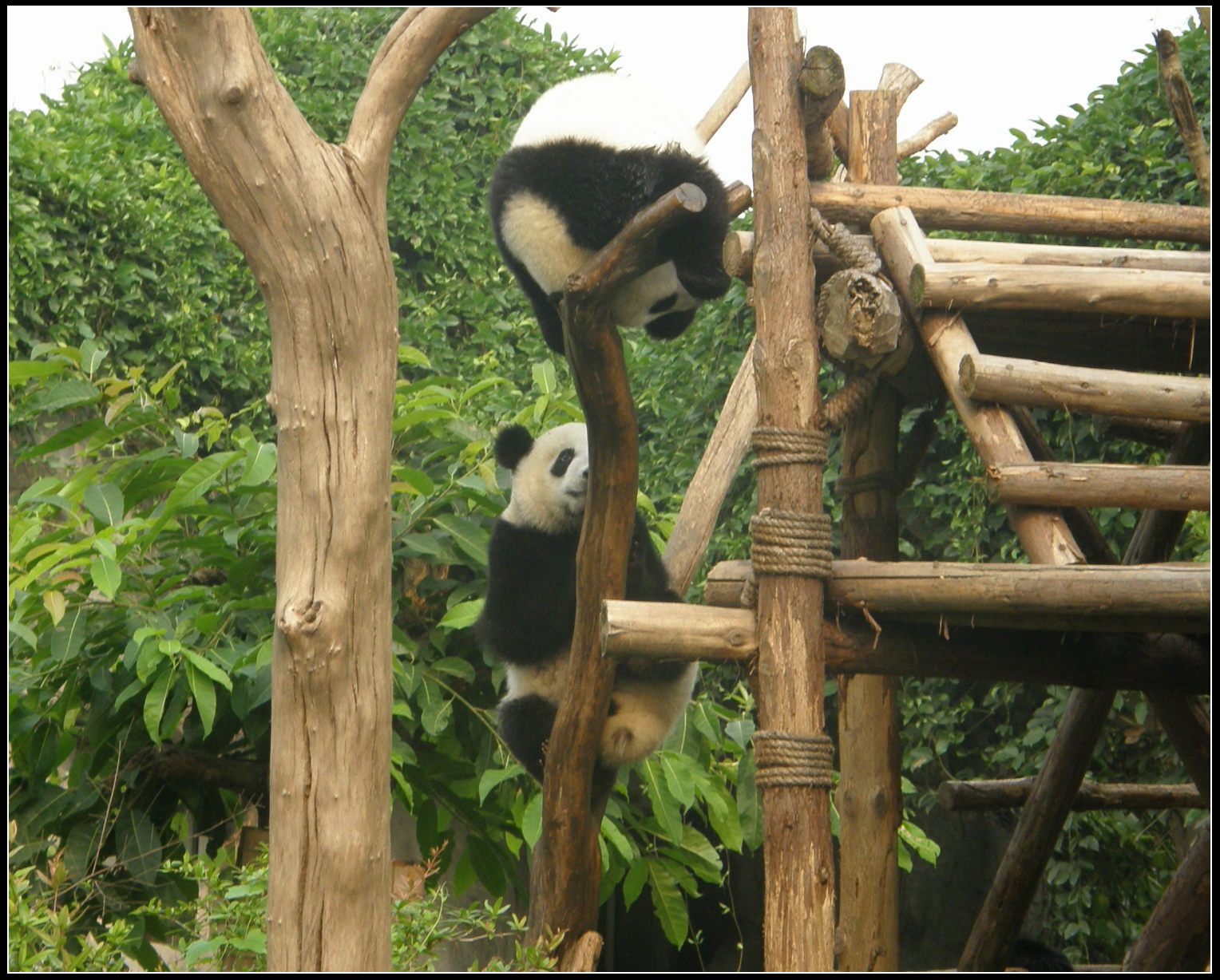熊猫爬树.jpg