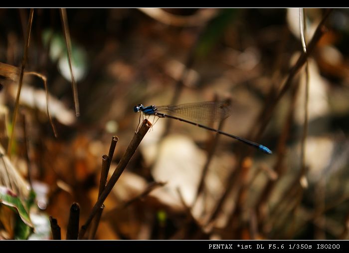 3-蜻蜓.jpg