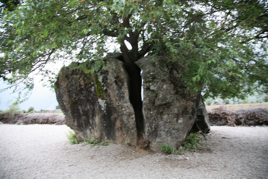 雅鲁藏布大峡谷的一棵桃仙树（情比石坚）.jpg