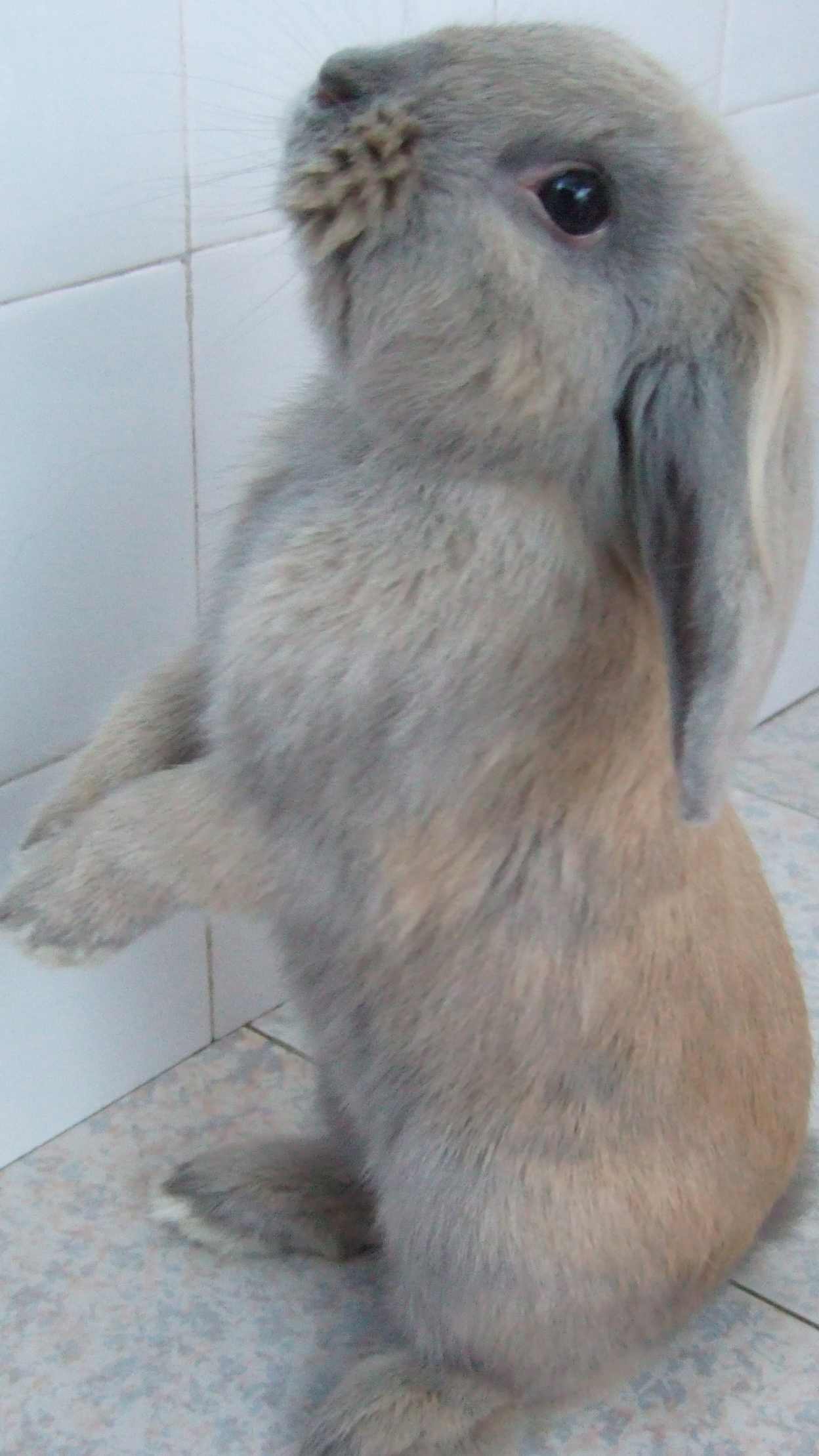 兔兔1.jpg