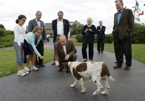 老布什拥有一条英国斯伯林格斯班尼犬2.jpg