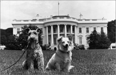 肯尼迪快把白宫变后宫了，这是他的两位“爱妃”.jpg