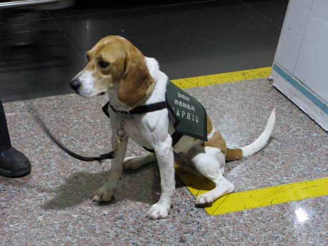台北机场警犬.jpg
