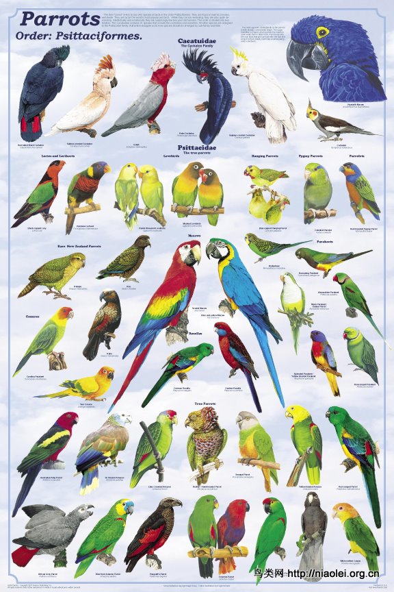 鸟类图片3.jpg