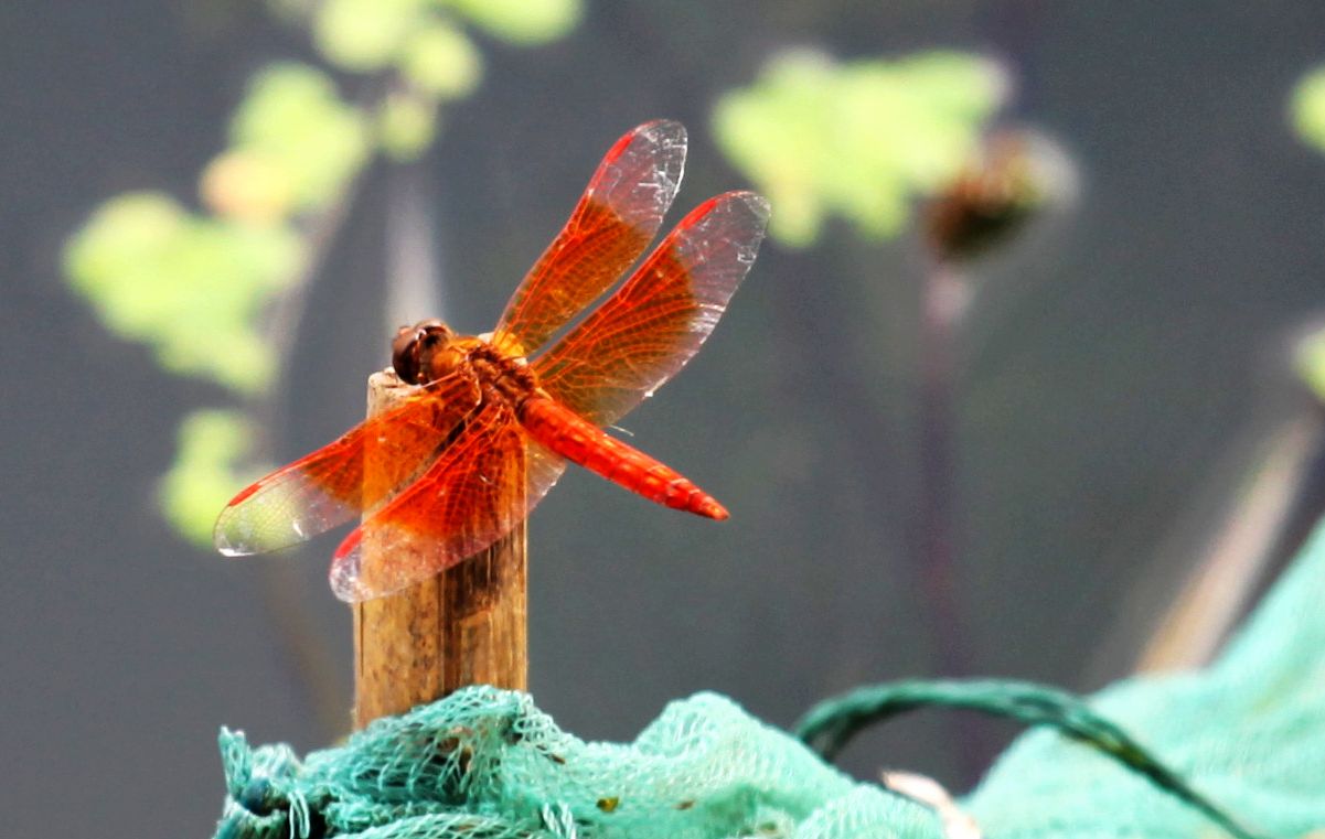 红蜻蜓.jpg
