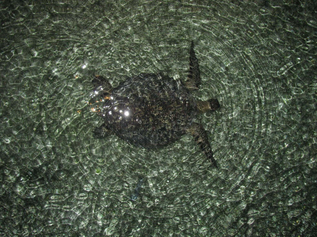 夜晚阳台下游过的海龟.JPG