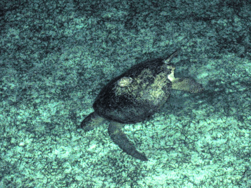 夜晚阳台下，每晚来访的背上有鲍鱼的海龟.JPG