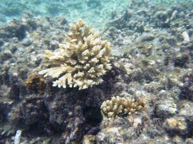 0820珊瑚湾的珊瑚1.jpg