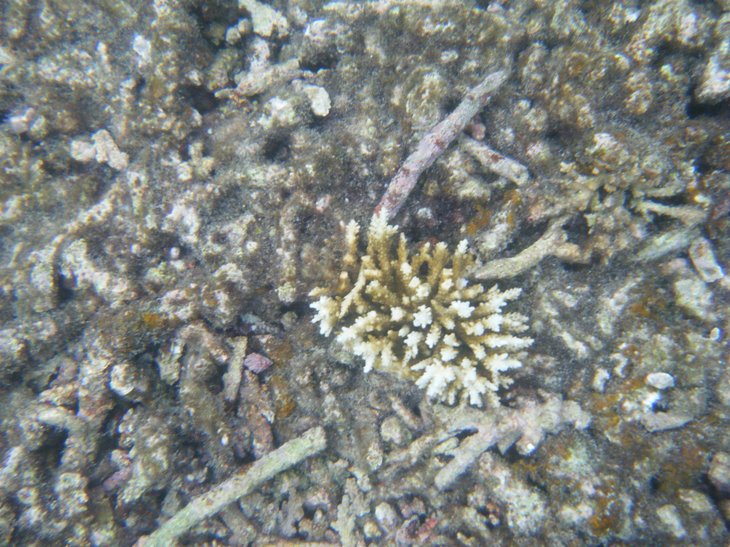 0820珊瑚湾的珊瑚.jpg