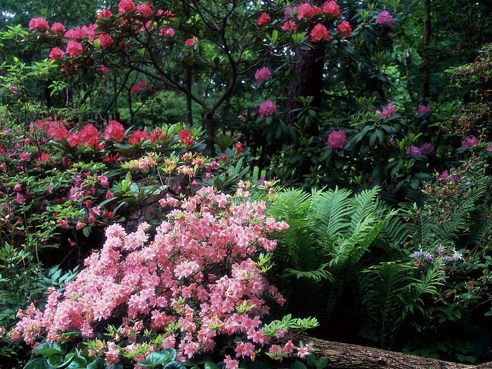 Azaleas%20and%20Rhododendrons.jpg