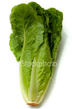 fresh-romaine-lettuce.jpg