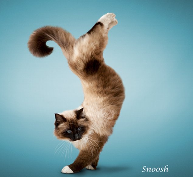 yoga-cats-4.jpg