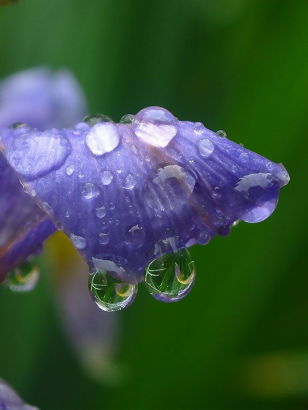 雨后1.jpg