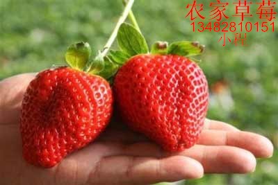 好吃的草莓.jpg