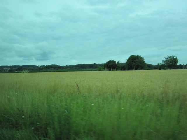 沿途的麦子.jpg